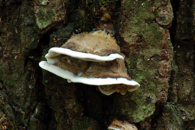 Lignicolo 0003. - (Bjerkandera adusta)